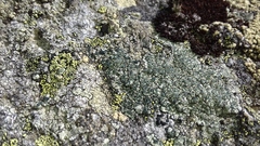 Lecanora intricata