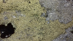 Lecanora polytropa