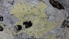 Lecanora polytropa