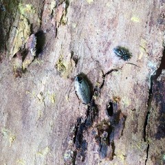 Ectobius erythronotus