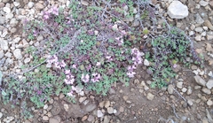 Thymus ternejicus