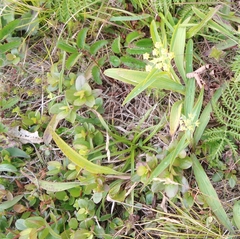 Bupleurum komarovianum