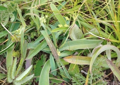 Bupleurum komarovianum