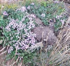 Thymus ternejicus
