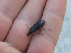 Eupsophulus castaneus