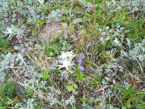 Leontopodium palibinianum, photograph 6