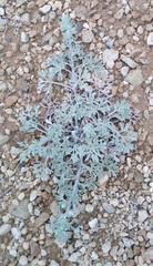 Artemisia pannosa