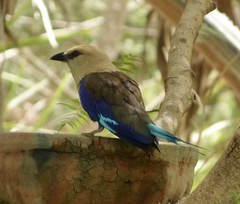 Coracias cyanogaster