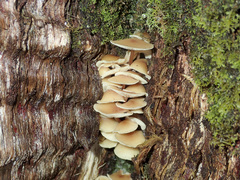 Collybia eucalyptorum