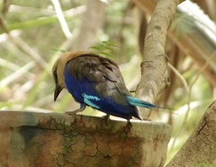 Coracias cyanogaster