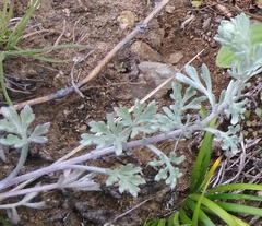 Artemisia pannosa