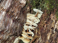Collybia eucalyptorum