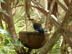 Coracias cyanogaster