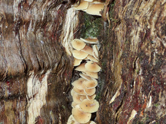 Collybia eucalyptorum
