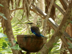 Coracias cyanogaster