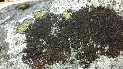 Xanthoparmelia loxodes