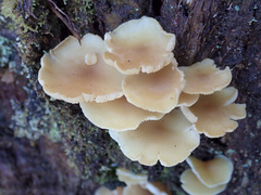 Collybia eucalyptorum