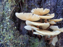 Collybia eucalyptorum