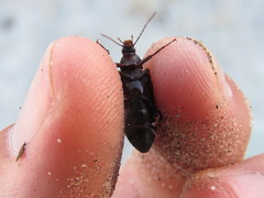 Eupsophulus castaneus