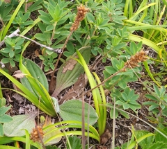 Plantago camtschatica