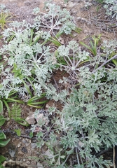 Artemisia pannosa