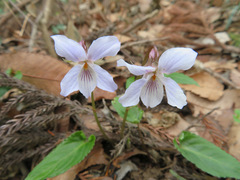 Viola bissetii