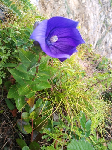 Platycodon grandiflorus
