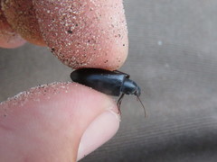 Eupsophulus castaneus