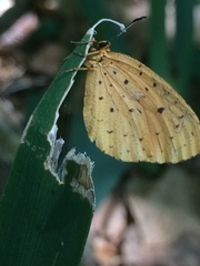 Pentila tropicalis