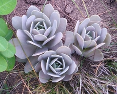 Orostachys malacophylla