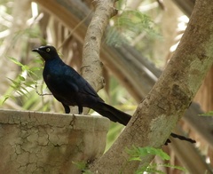 Lamprotornis caudatus