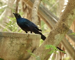 Lamprotornis caudatus