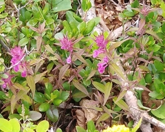 Melampyrum setaceum
