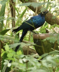 Lamprotornis caudatus