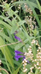 Scutellaria strigillosa