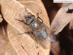Polleniidae