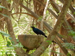 Lamprotornis caudatus