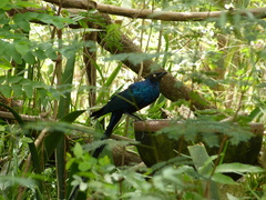 Lamprotornis caudatus