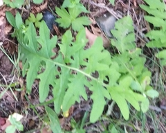 Saussurea neopulchella