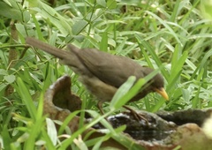 Turdus pelios