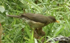 Turdus pelios