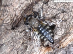 Grypoctonus