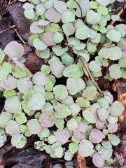 Pterostegia drymarioides