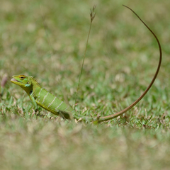 Calotes calotes