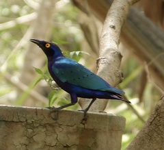 Lamprotornis purpureus