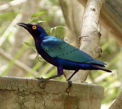 Lamprotornis purpureus