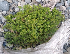 Honckenya peploides major