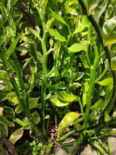 Euphorbia tithymaloides image