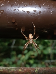 Araneus diadematus
