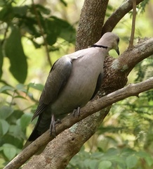 Streptopelia semitorquata